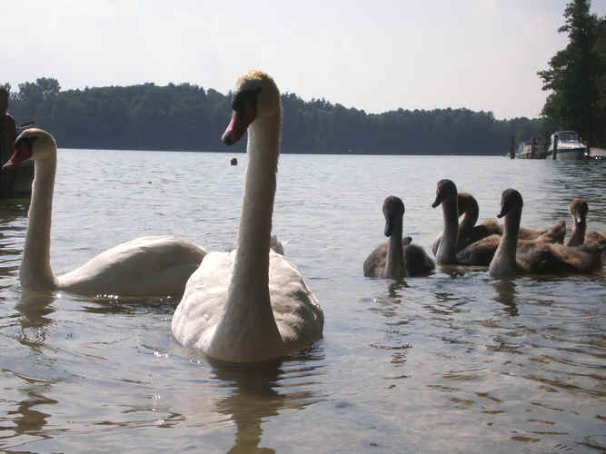 schwan familie mit jungtieren im wasser